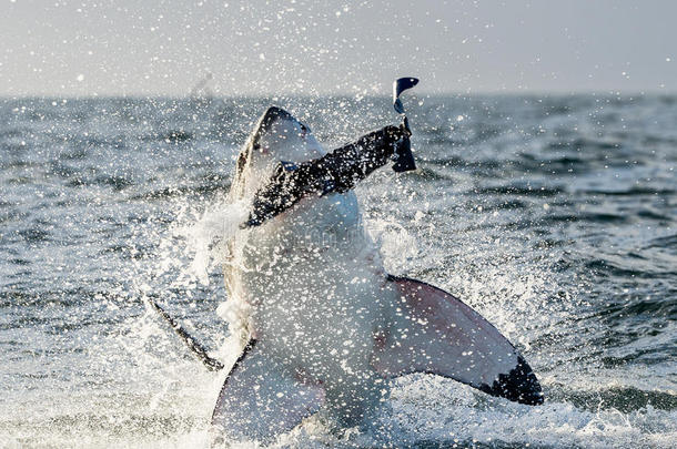 大白鲨（carcharodon carcharias）在攻击中突破