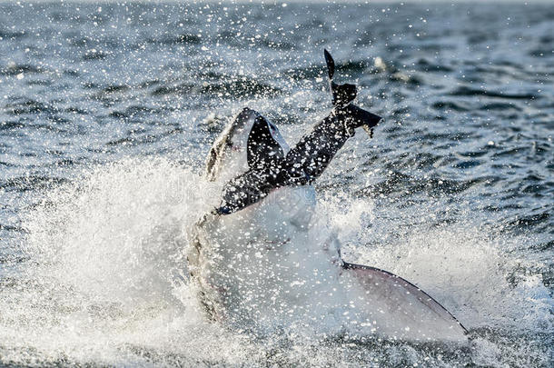 大白鲨（carcharodon carcharias）在攻击中突破