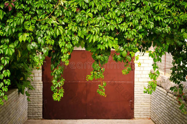 绿色葡萄叶以上旧车库门作为框架，复古风格