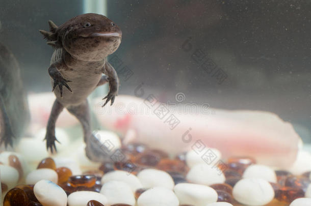 水族箱中的Axolotl