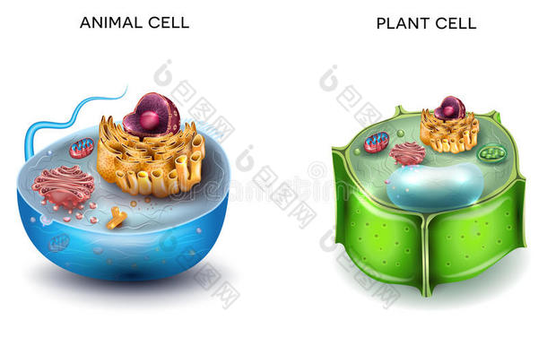 动物<strong>细胞</strong>和<strong>植物细胞</strong>