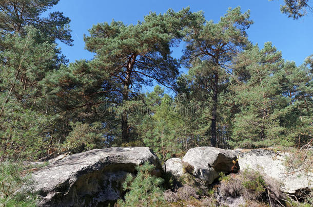 枫丹白露森林法国小山风景