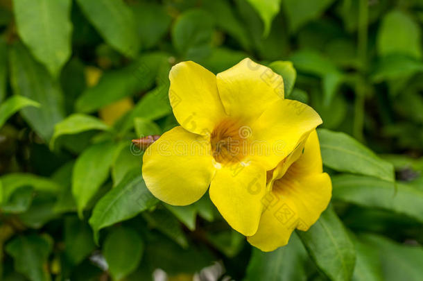 一对阿拉曼达泻药，也叫金<strong>角花</strong>