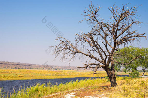 乔贝河景观，从纳米比亚博茨瓦纳边界的卡普里维地带，非洲。 乔贝国家公园，著名的<strong>野生动物保护区</strong>