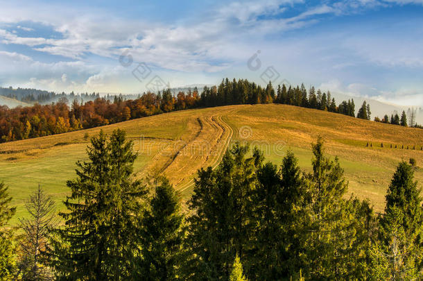 秋天秋天的桦木喀尔巴阡山颜色