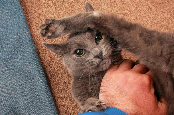 灰色的猫带着严肃的表情玩着手