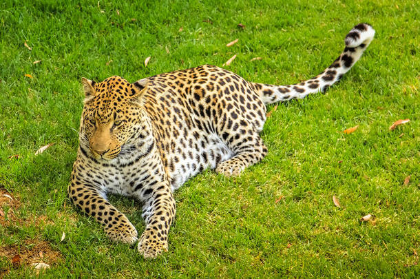 非洲的食肉动物猫科动物豹子哺乳动物