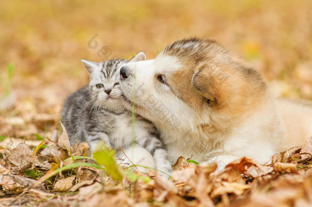 阿拉斯加阿拉斯加阿拉斯加小狗在秋季公园亲吻苏格兰小猫