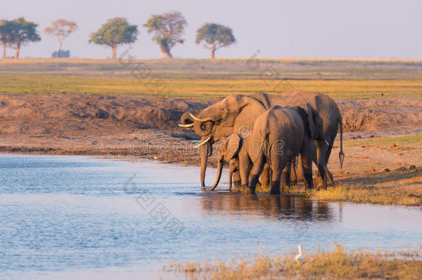 一群非洲大象在日落时从Chobe河喝水。 在Chobe国家公园进行野生动物狩猎和游船，