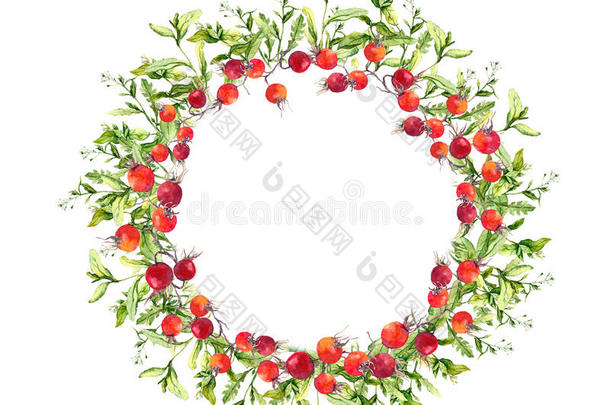花圈-浆果，草。 水彩圆形边框