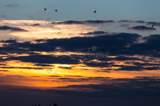 夕阳飞鸟