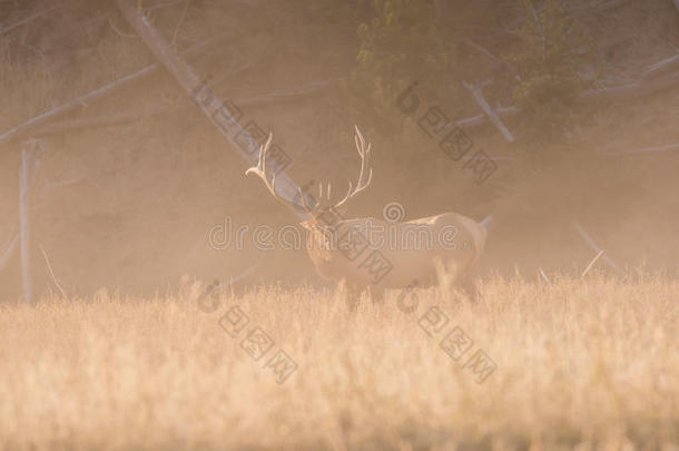 公牛麋鹿在雾蒙蒙的草地上鸣叫
