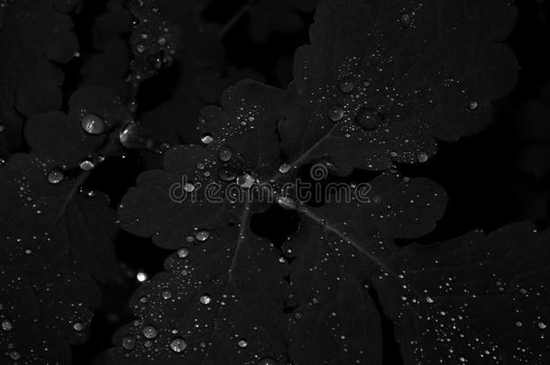 一张黑白照片上树叶上的水滴