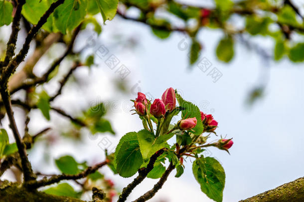 深粉色的萌芽苹果树在春天接近