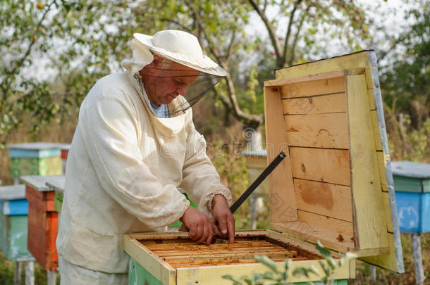 养蜂人收集蜂胶。 阿帕里斯特正在他的<strong>日记</strong>里<strong>工作</strong>。