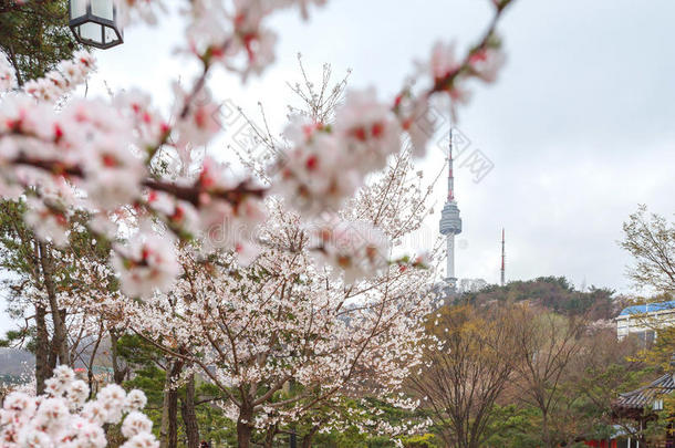 美丽的观点首尔塔或N塔远远与粉红色<strong>樱花</strong>，<strong>樱花</strong>季<strong>节</strong>在春天，首尔在韩国