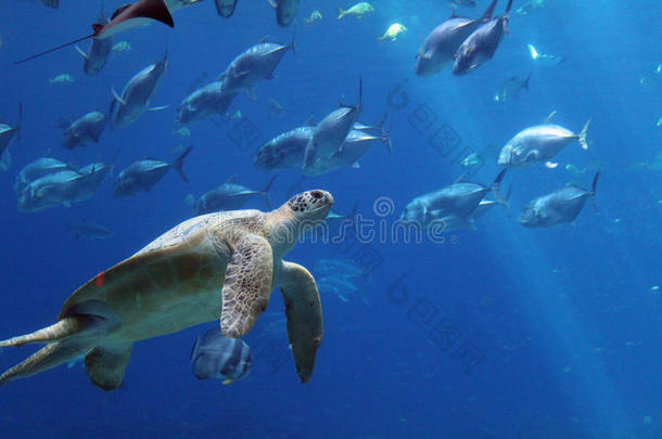 水族馆水生的亚特兰<strong>大背景</strong>蓝色