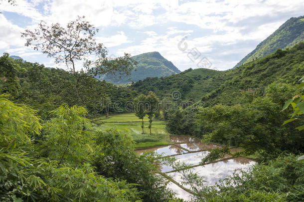 稻田