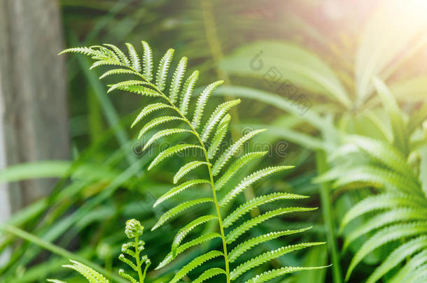 美丽的蕨类植物叶子绿色的叶子，天然的花蕨类植物。