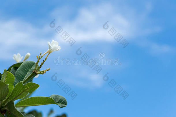 弗兰吉帕尼花，梅花，白色梅花与蓝天