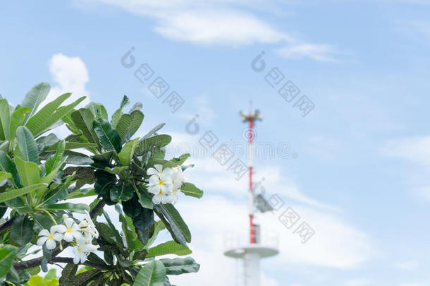 弗兰吉帕尼花，梅花，白色梅花与扬声器警报或警告海滩背景