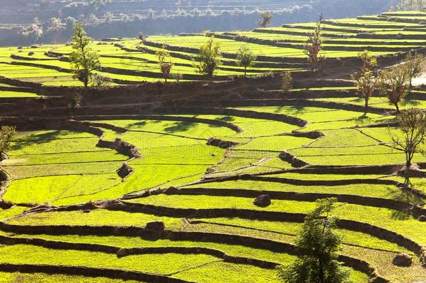 尼泊尔的绿色稻田