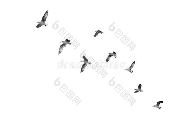 鸟类起飞到天空(b&w)
