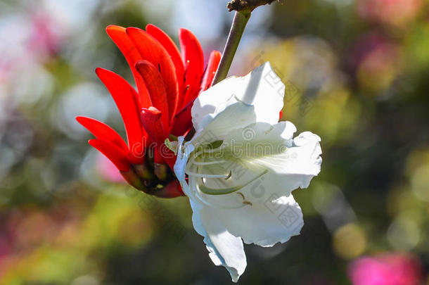 红蜘蛛（珊瑚树）和<strong>紫荆花</strong>