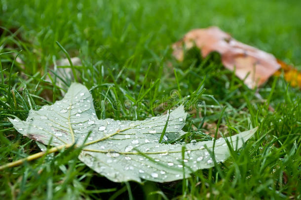 秋天的枫叶，雨滴落在城市公园的草地上