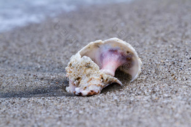 海滩上的<strong>海螺</strong>壳