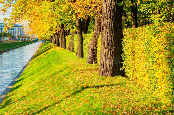 圣彼得堡<strong>的秋天</strong>景观-天鹅运河和<strong>秋天</strong>公园，在阳光明媚<strong>的</strong>天气里有<strong>金色的</strong>秋树
