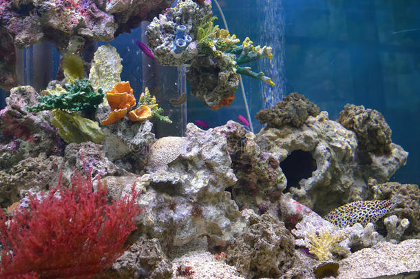 水族馆有异国情调的鱼类和珊瑚