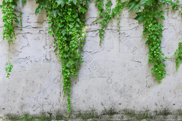 砖墙上的绿色常春<strong>藤树</strong>