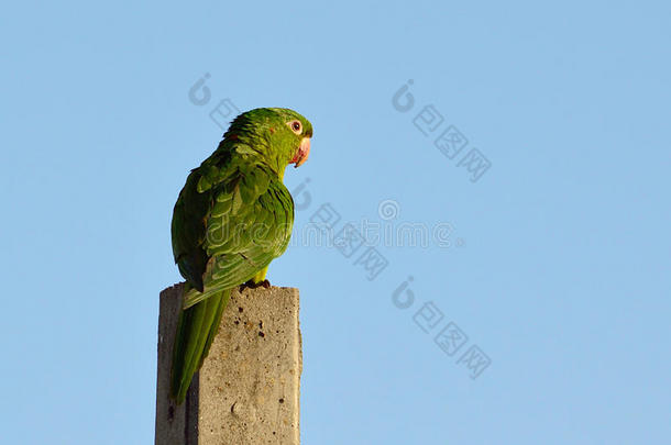 巴西绿鸟叫玛丽塔卡