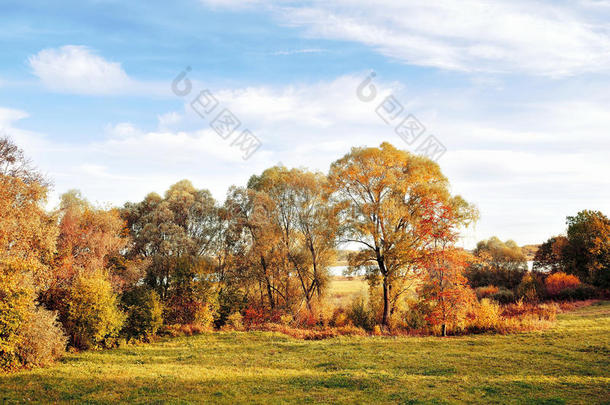 秋季自然景观-金秋树在秋季阳光明媚的天气
