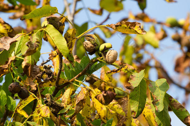 秋核桃树，有开裂的成熟果实。 树枝绿色和黄色的叶子