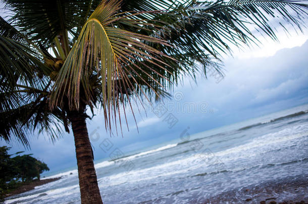 黑暗的热带景观，海洋海岸的棕榈树