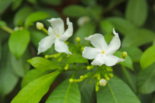 茉莉花角，<strong>栀子花</strong>，