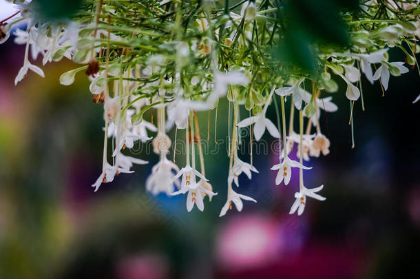 芳香芳香疗法芳香的哮喘洗澡