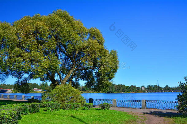 俄罗斯维堡北部港口岸边的一棵大树