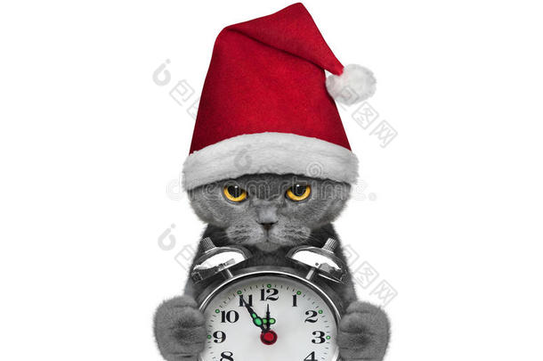 戴着圣诞老人和时钟帽子的<strong>可爱猫</strong>