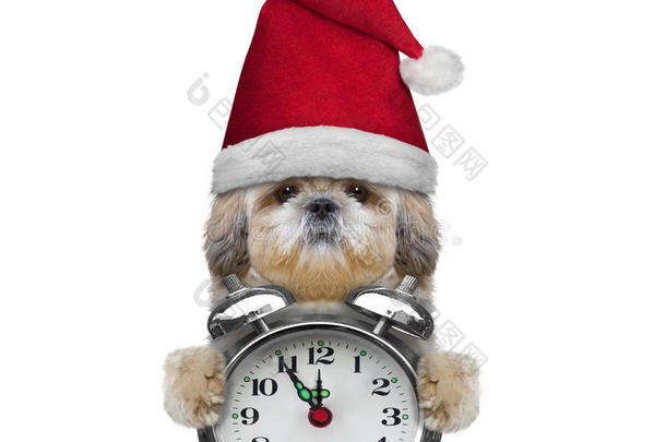 戴着圣诞老人和时钟帽子的可爱狗