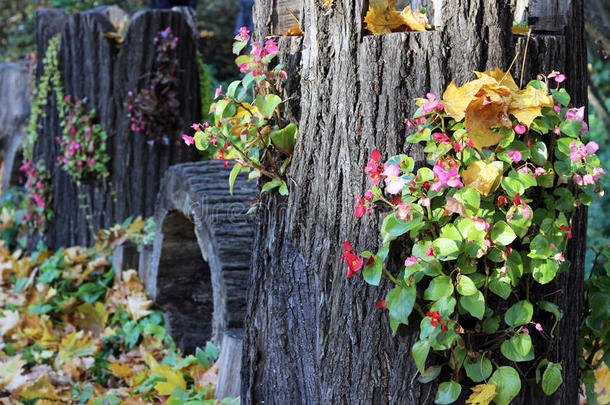 秋天的树桩上有花