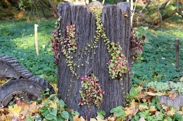 秋天的树桩上有花