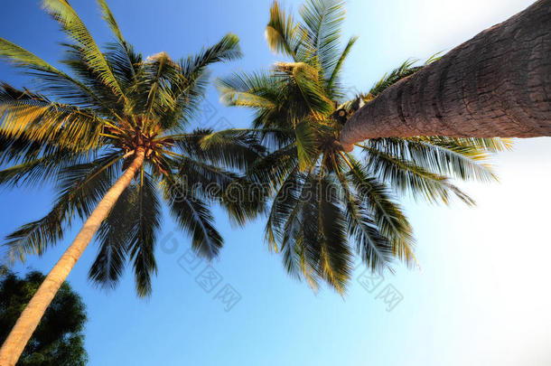 特写椰子棕榈树从树干到树顶