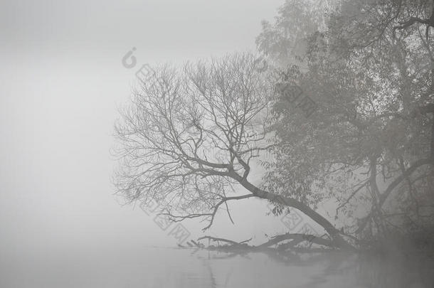 秋天雾蒙蒙的早晨。 朦胧的河流上的黎明