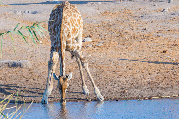 长颈鹿在白天跪在<strong>水</strong>坑里<strong>喝水</strong>。 野生<strong>动物</strong>狩猎在伊托沙国家公园，主要旅游目的地