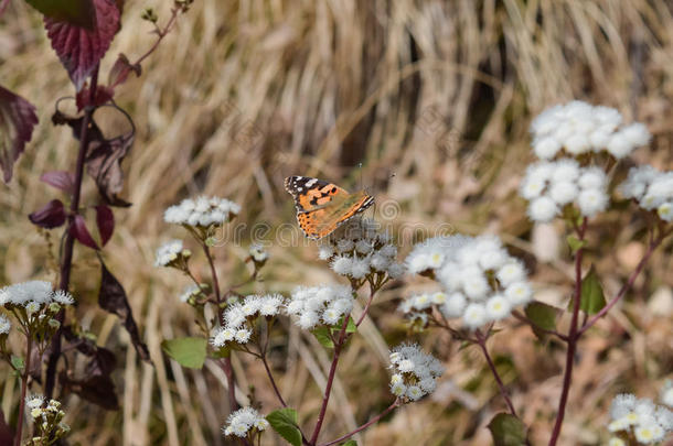 一只五颜六色的蝴蝶坐在小花朵上，位于阿尔莫拉uttrakhand的Binsar野生动物保护区的森林里