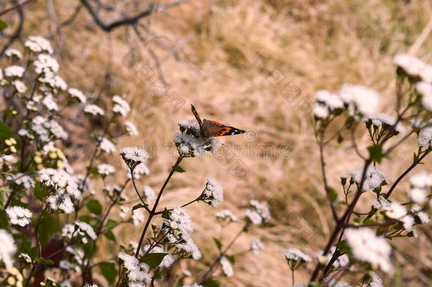 一只五颜六色的蝴蝶坐在小花朵上，位于阿尔莫拉uttrakhand的Binsar<strong>野生动物保护区</strong>的森林里