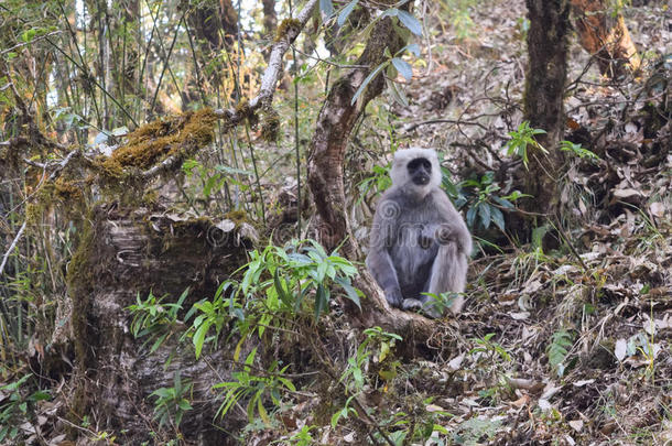 在一个夏天的下午，灰色的叶猴在Binsar<strong>野生动物保护区</strong>放松